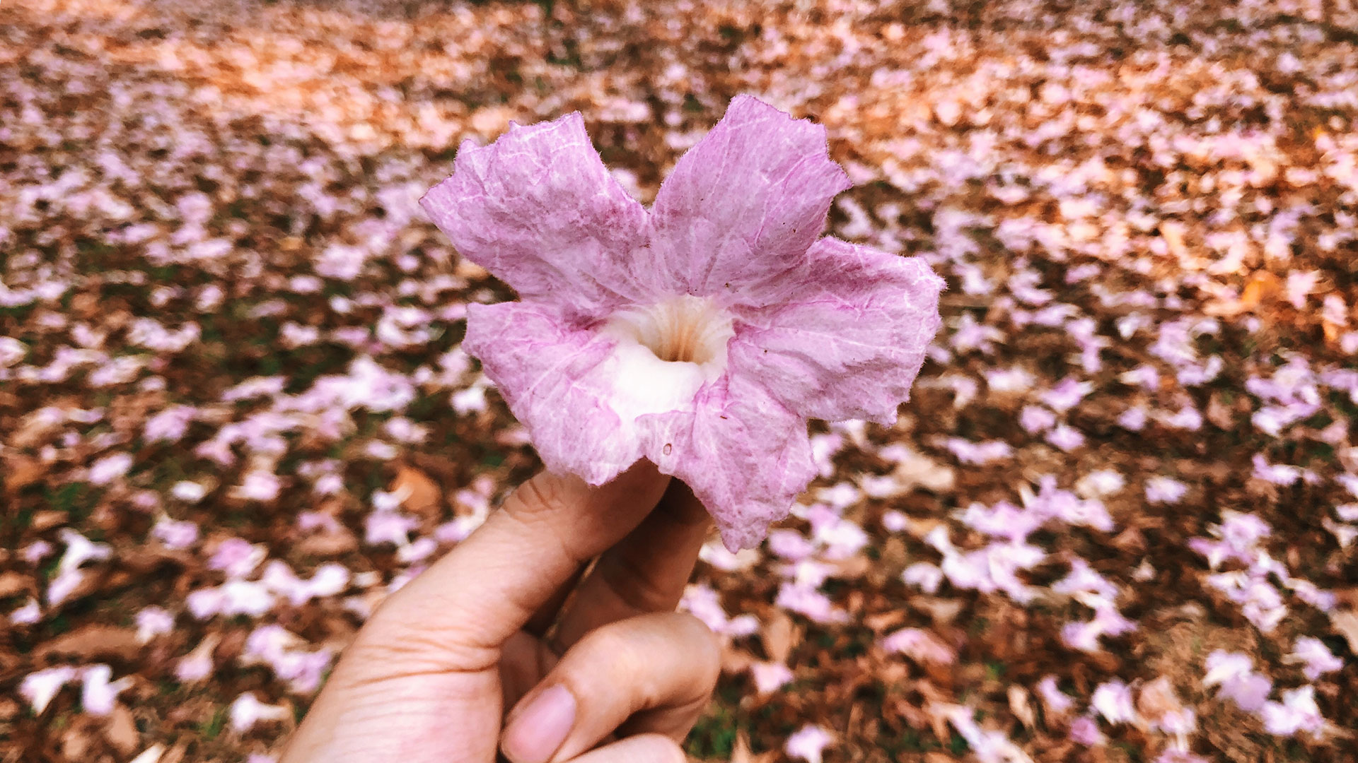 The five-petalled flowers of these trees are shaped like trumpets, hence they are often called Trumpet Trees.