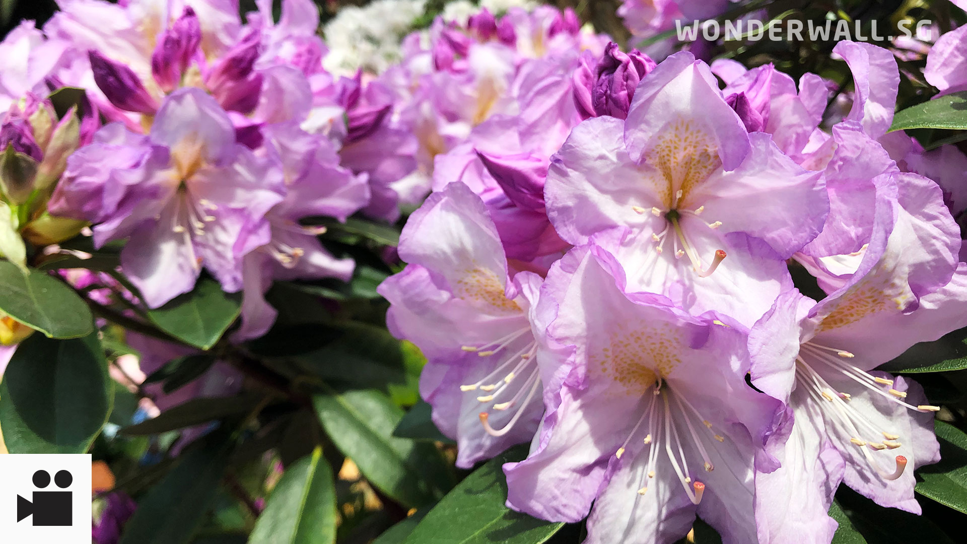Rhododendrons, Nepal's national flower, at Gardens by the Bay