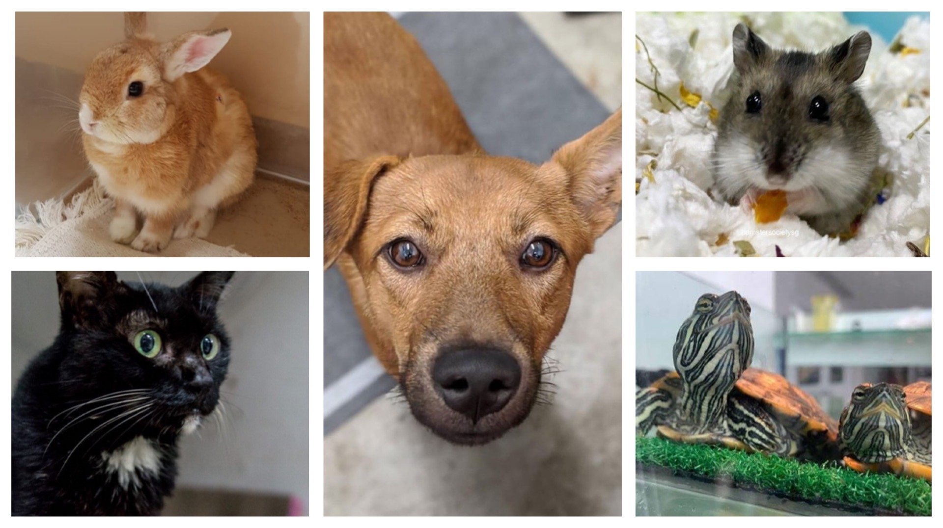 Most popular pets in Singapore and essential care tips for dogs, cats, rabbits, hamsters, and terrapins.