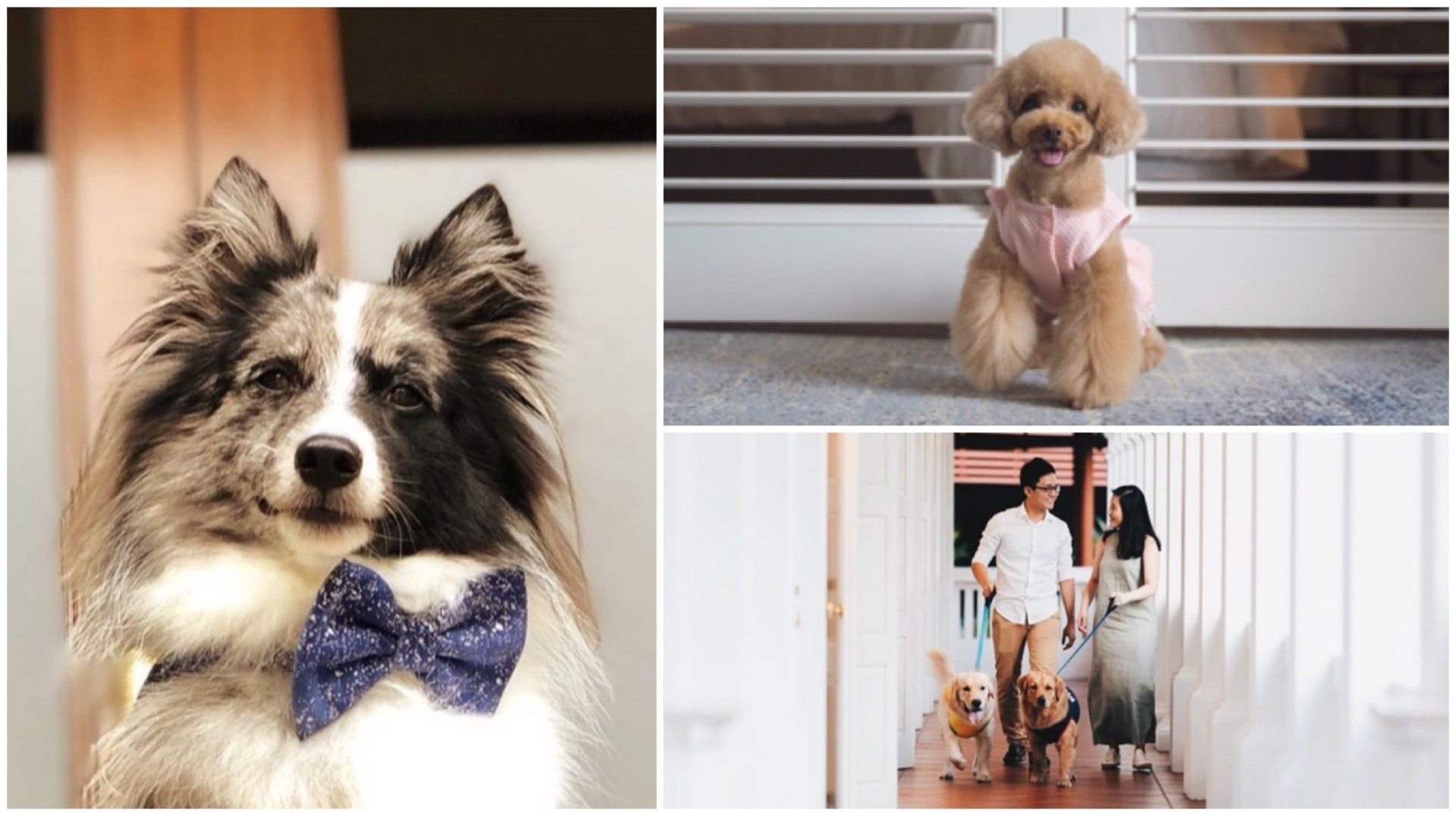If this is the definition of “a dog’s life”, we also want petcation.