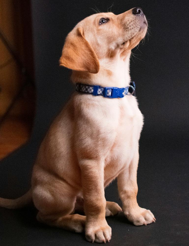 Dog Barking Training Behaviour Cues