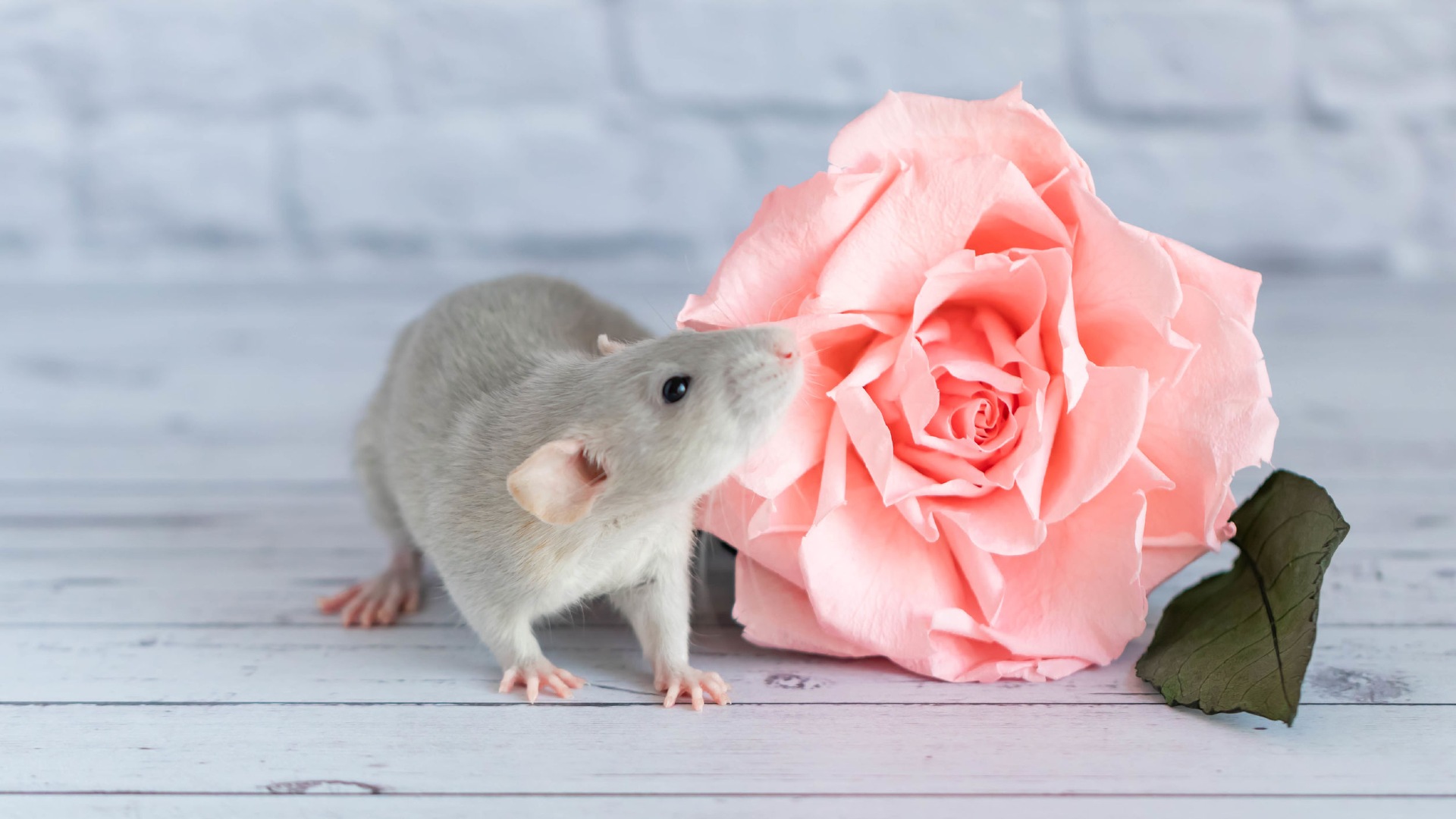 All You Need To Know About Keeping And Caring For Rats.