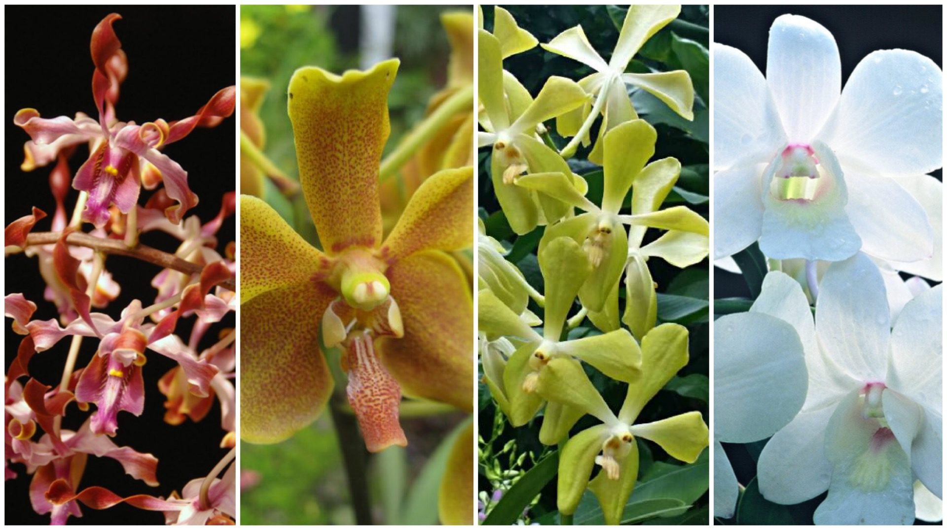 Orchids for awesome individuals: Dendrobium Margaret Thatcher, Paravanda Nelson Mandela, Aranda Lee Kuan Yew and Dendrobium Memoria Princess Diana.