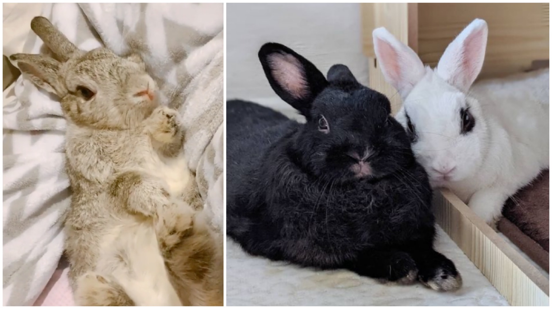 Happy Mid-Autumn Festival! Celebrate the self-sacrificing rabbit in the tale of Chang’e, the moon goddess, by checking out these adorable bunnies on Instagram.