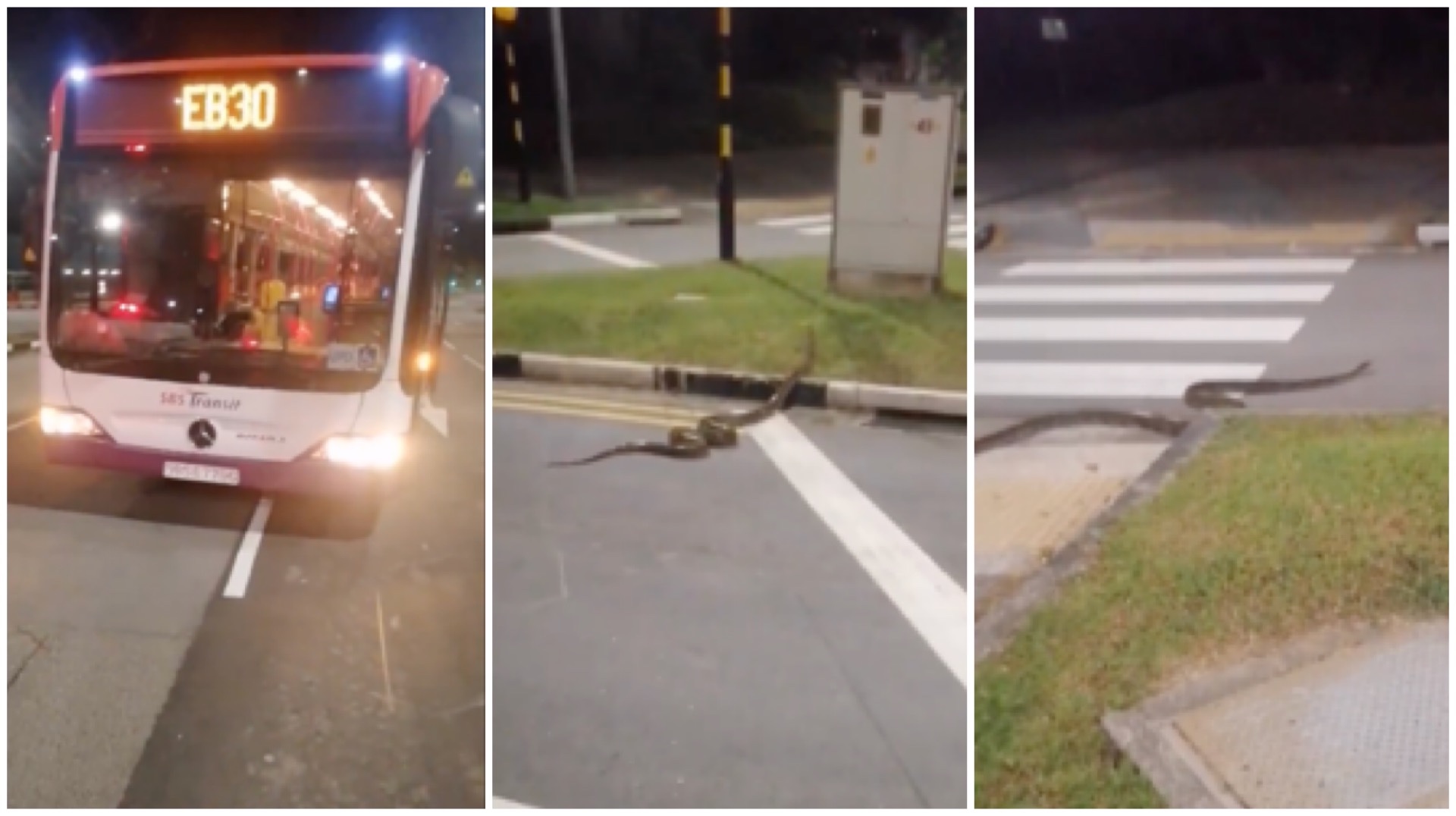 An SBS bus captain's early-morning encounter with large python turns into an aww rescue mission.