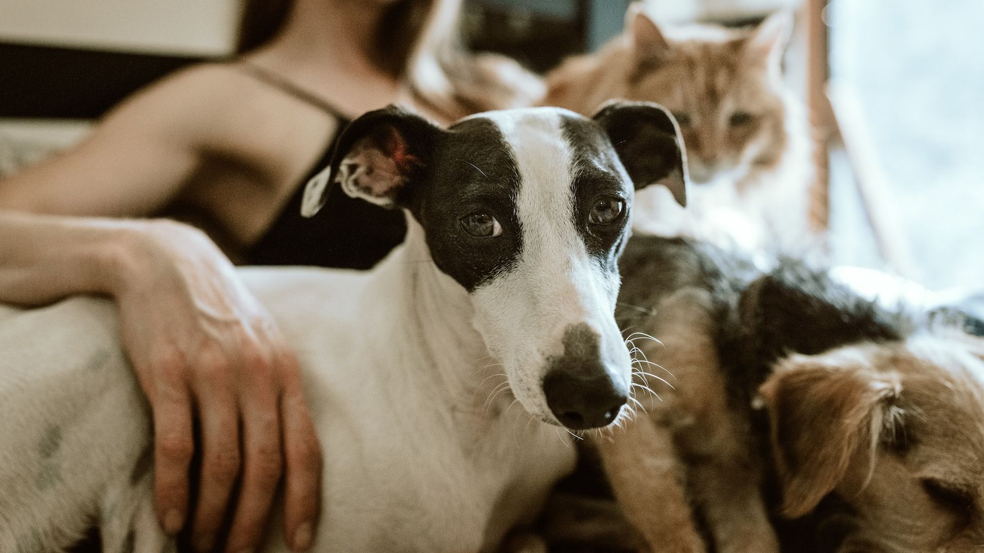 Getting a pet dog and cat.