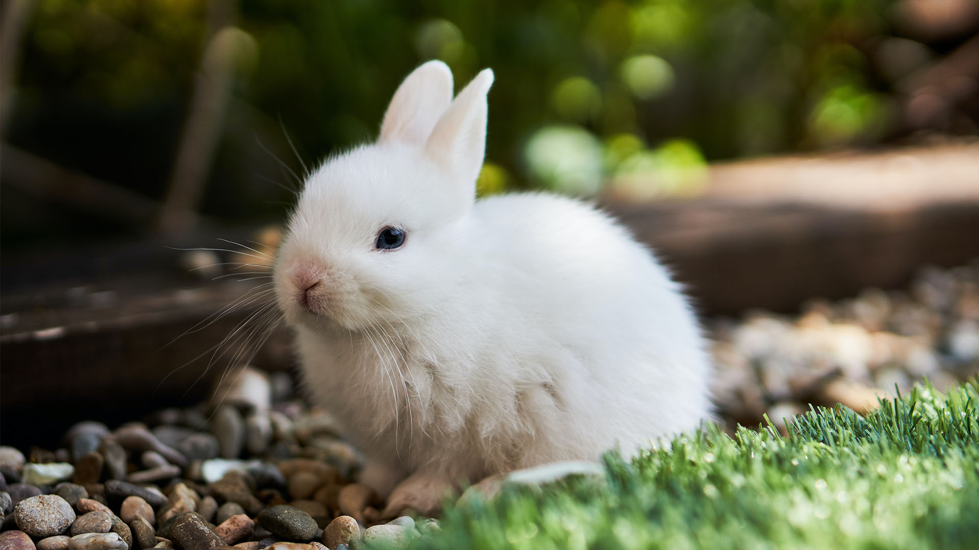 Whether or not you were born in the Year of the Rabbit, here are some ways you can channel your inner rabbit to conquer the new year.