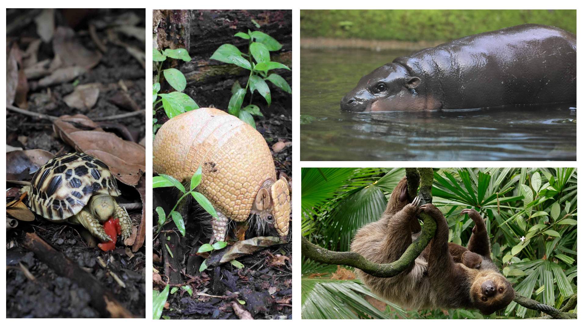 These adorable newborns in Singapore's wildlife parks are just waiting to say hello to you.