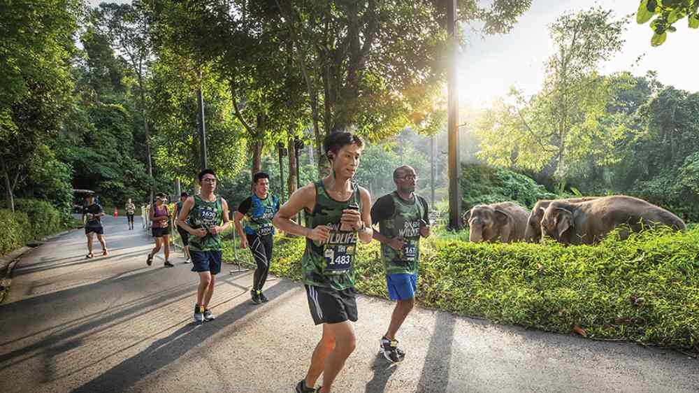 As part of the Singapore Zoo’s 50th anniversary celebrations, Mandai Wildlife Run is back with race categories and wellness activities for all ages.