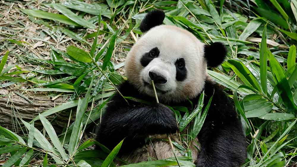 In December 2023, panda cub Le Le will move on to his next big adventure: contributing to the conservation of the Giant Panda species in China.