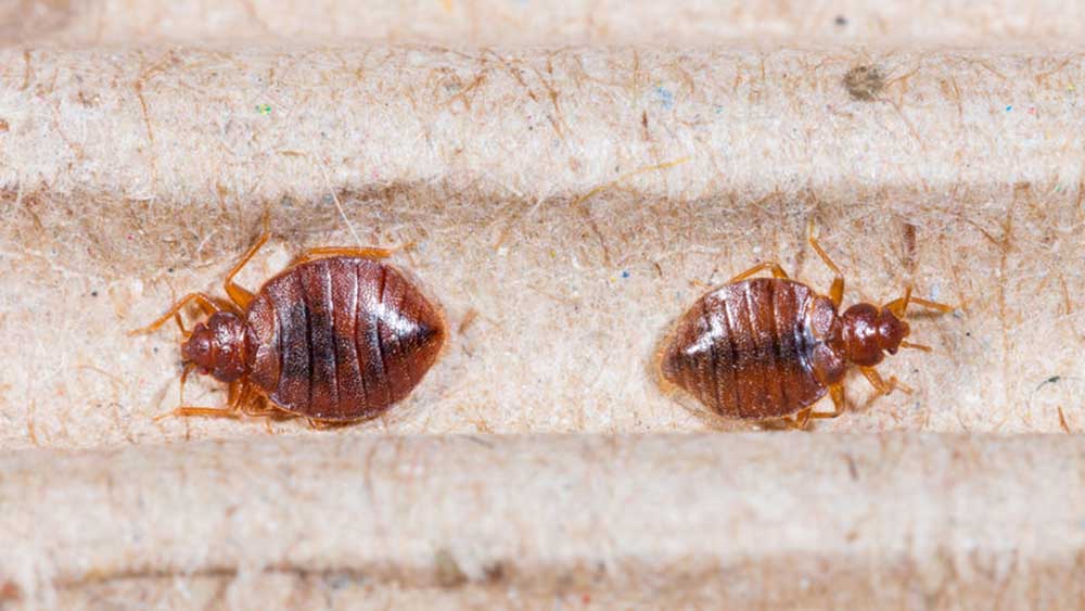 Don't let bedbugs ruin your sleep. How to spot, stop, and banish bedbugs for good.