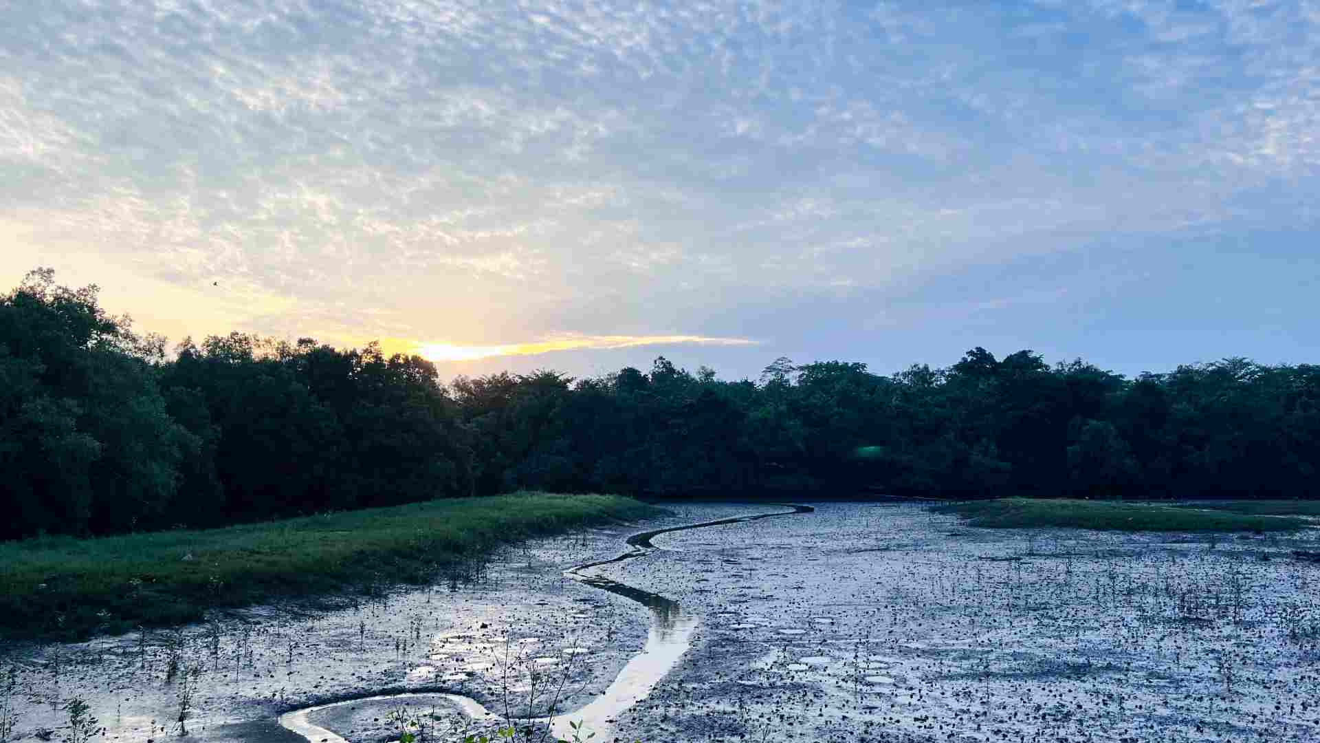 Discover 10 serene sanctuaries in Singapore to beat stress. From Botanic Gardens to Sungei Buloh Wetland Reserve, find your perfect mindfulness retreat today.