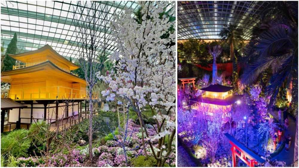 From a mesmerising day-to-night sakura floral display at Gardens by the Bay to a sakura-themed buffet, here's a list of all things tied to cherry blossoms.