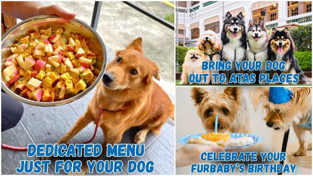 Celebrate International Dog Day (26 Aug) with these pet-friendly eateries in Singapore, from dog menus and pup cups to alfresco spots for pawrents and furkids.
