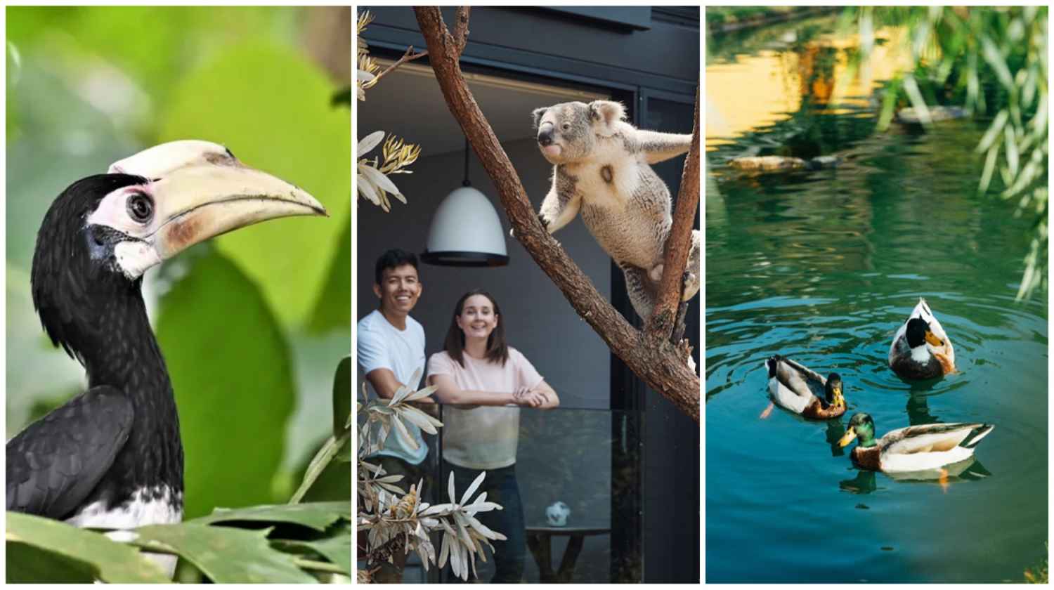 Soaking in onsen baths surrounded by alpacas, to sleeping amid the symphony of the rainforest.