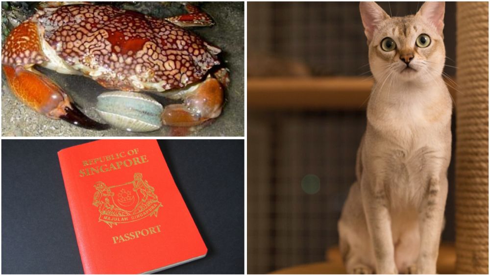 What do one of the world's most deadly crabs, a globe-trotting passport, and a pint-sized cat have in common? They all call the Lion City home – because Singapore doesn’t just break records, we collect them like souvenirs!