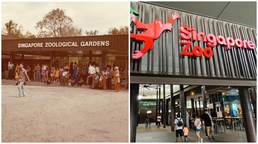 Here's how Singapore Zoo (then called Singapore Zoological Gardens) went from humble beginnings to becoming part of the world-class Mandai Wildlife Reserve.