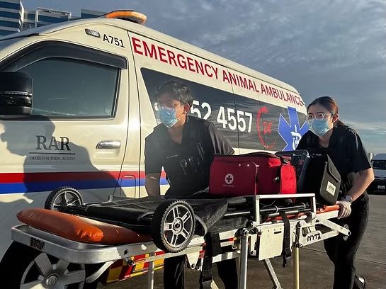Royal Animal Rescue (RAR) now comprises 4 full-timers, more than 50 volunteers, and a fleet of 2 ambulances, a rescue vehicle and a medical motorbike.