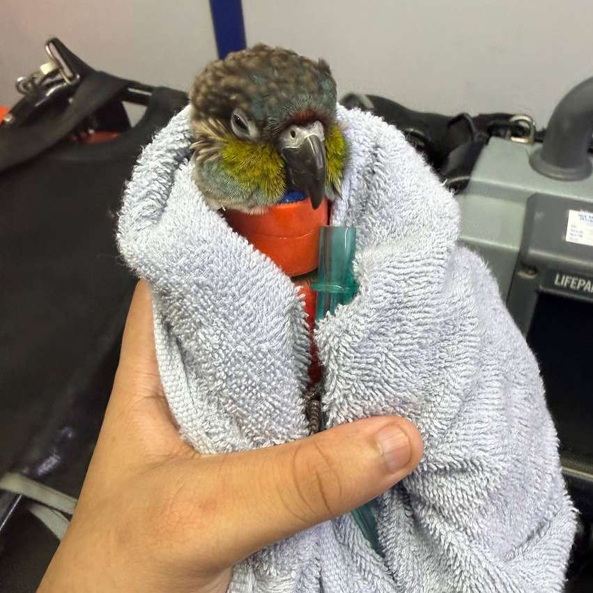 Every Royal Animal Rescue (RAR) team member is fully trained in diverse animal first aid procedures to stabilise your pet bird.