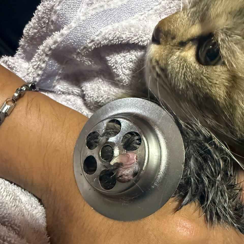 Every Royal Animal Rescue (RAR) team member is fully trained in diverse animal first aid procedures to stabilise your pet cat.