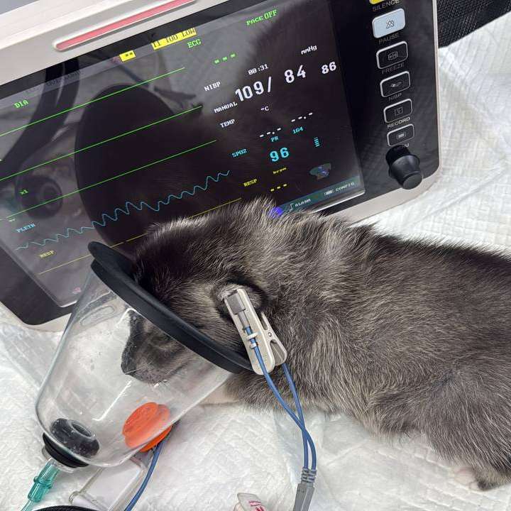 Every Royal Animal Rescue (RAR) team member is fully trained in diverse animal first aid procedures to stabilise your pet dog.