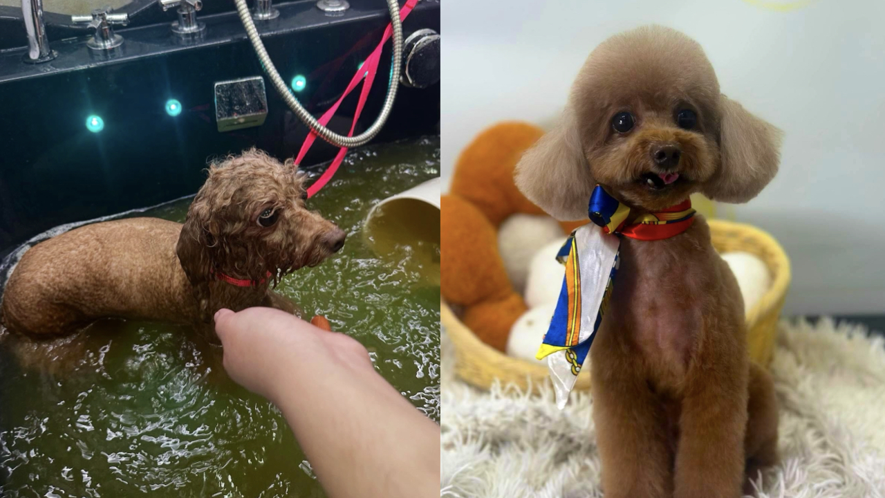 dogspa.001