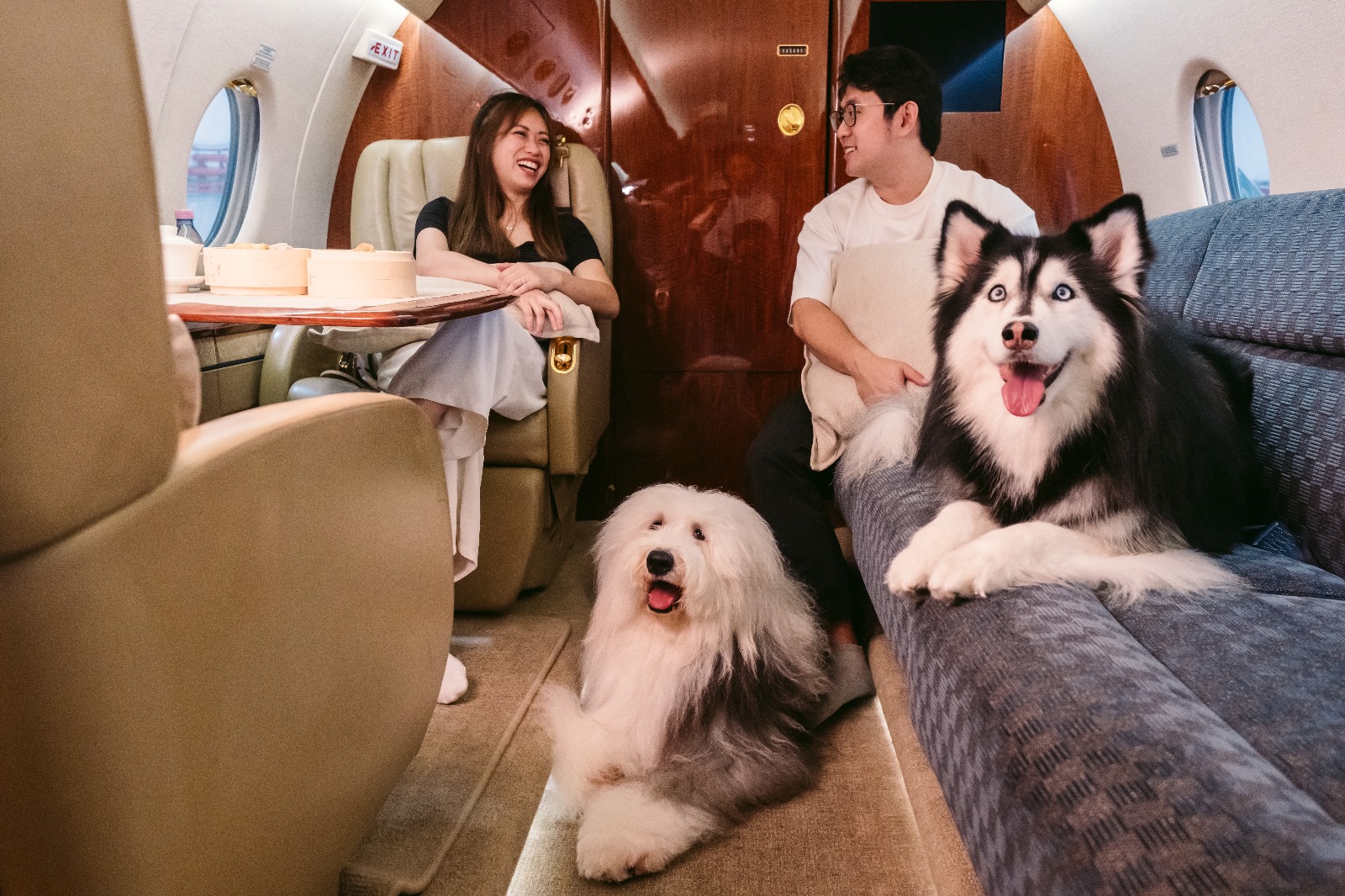 Paw-fect pet pampering? Take your furkid for a holiday on a chartered flight.