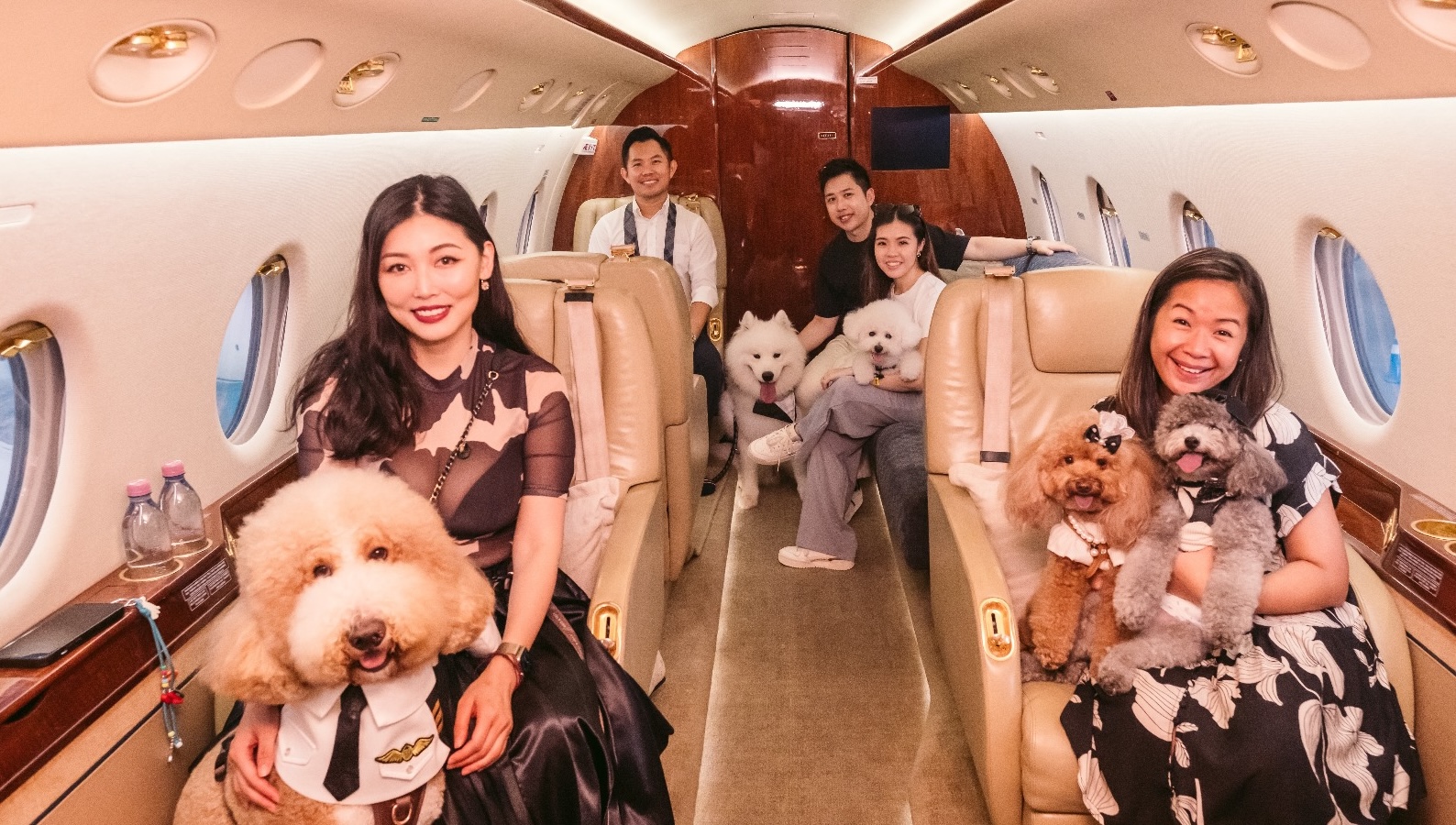 poochplane